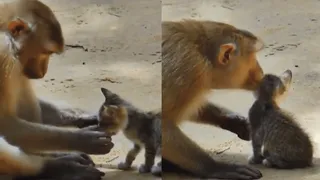Monkey Lovingly Hugs Kitten, Plays With Its Whiskers; Viral Video Becomes Internet’s Favourite | WATCH